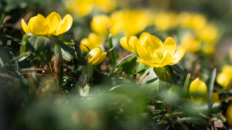 Yellow winter aconite blooming in the spring