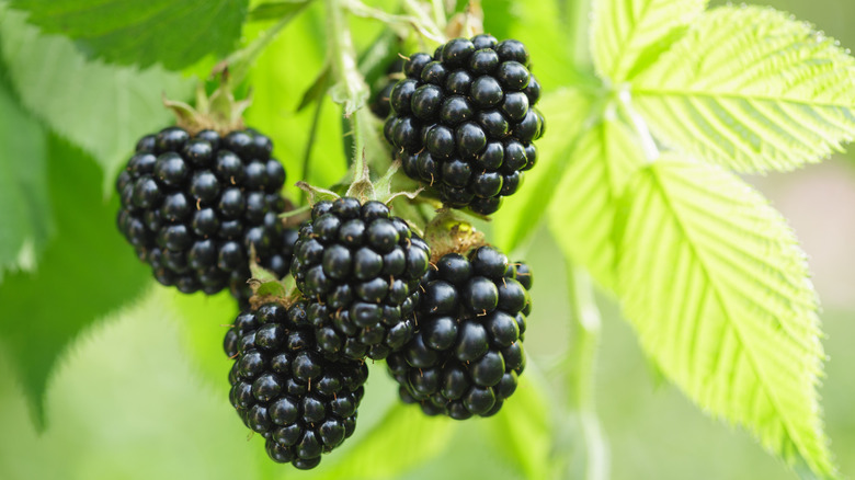 Ripe blackberries in garden
