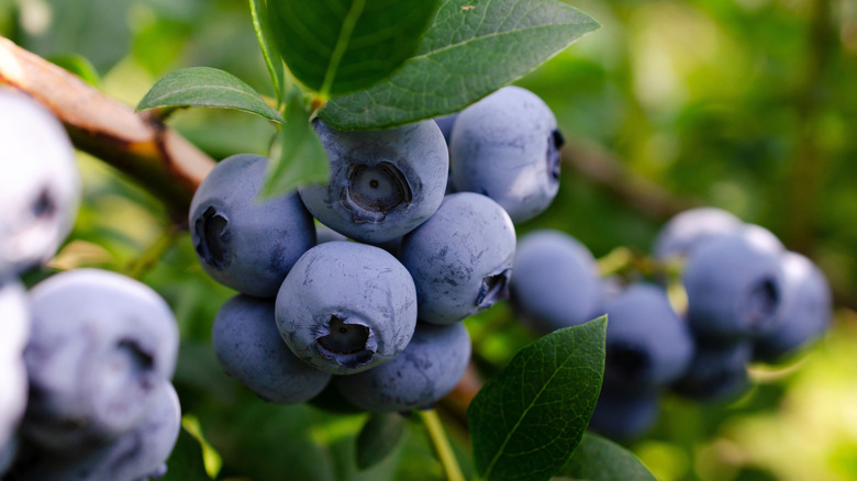 Ripe blueberries on bush
