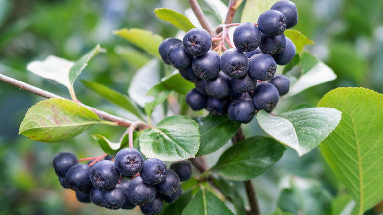Aronia berries on bush
