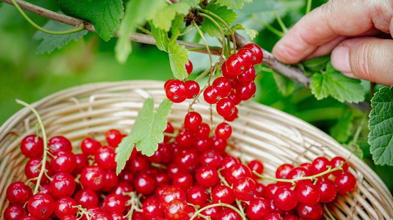 Harvesting ripe red currants into basket