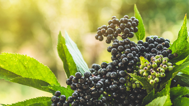 Clusters of ripe black elderberries on plant