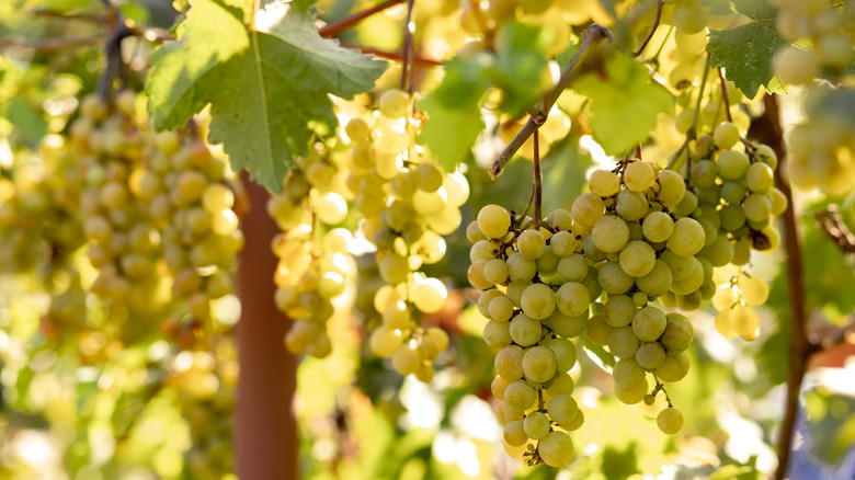 Bunches of ripe, green grapes hanging from grapevine