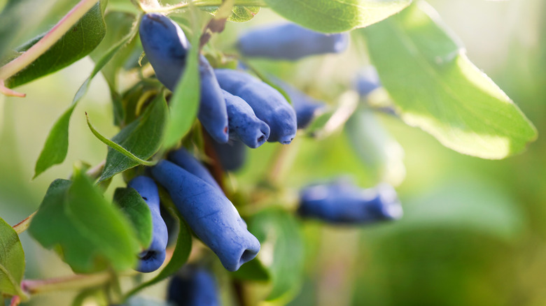 Blue honeyberries on bush