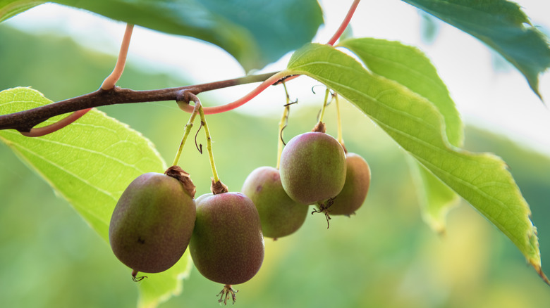 Hardy kiwi berries hanging from vine