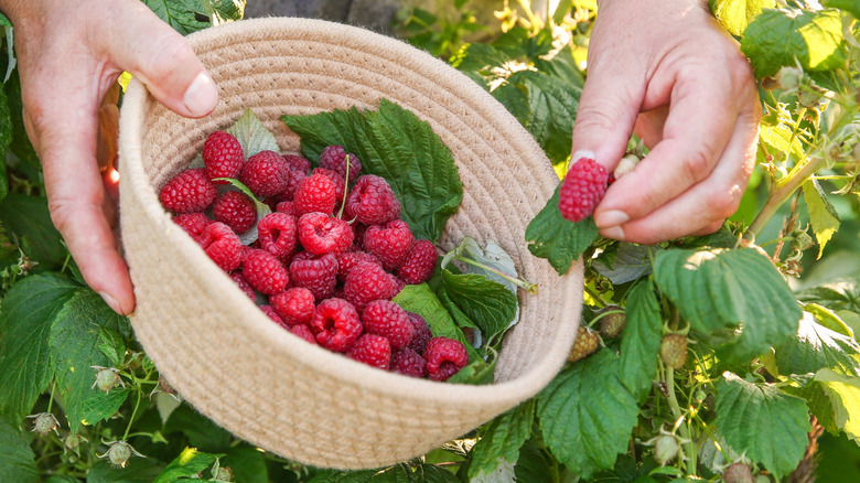 Picking fresh red raspberries