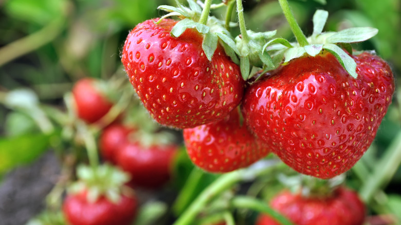 Ripe red strawberries hanging on plant