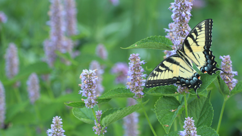 Tiger swallowtail butterfly on anise hyssop plant
