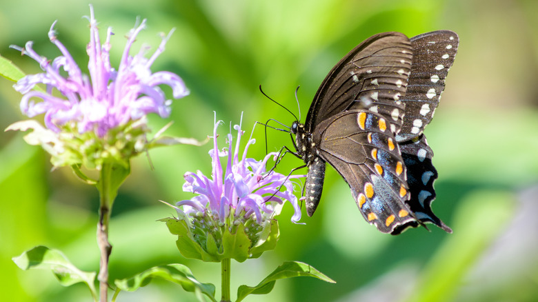 A spicebush swallowtail butterfly on a bee balm flower head