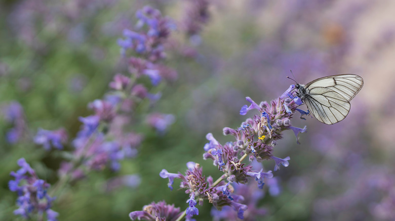 A black veined white forages from catmint flowers