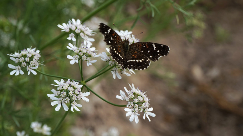 Butterfly on ciltantro umbel