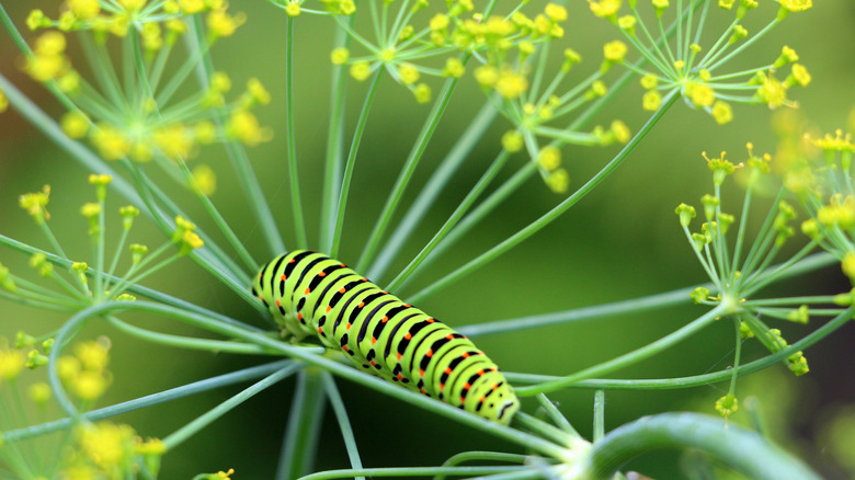 Swallowtail caterpillar on dill plant