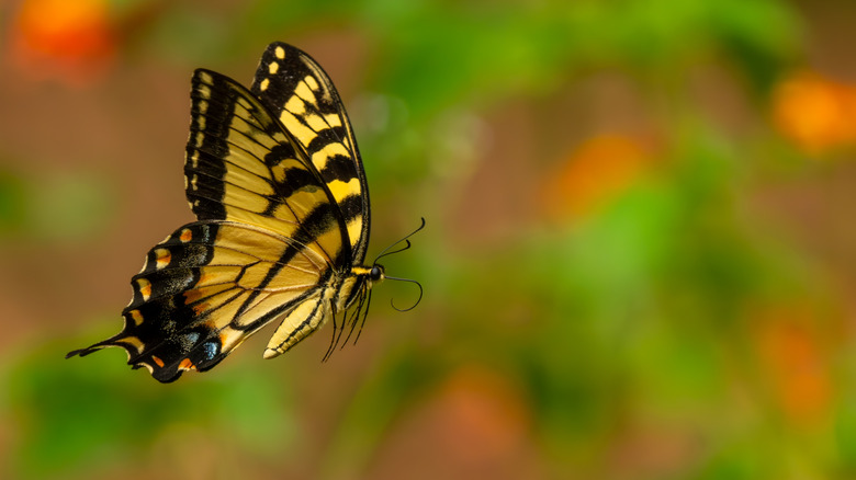 A swallowtail butterfly in flight