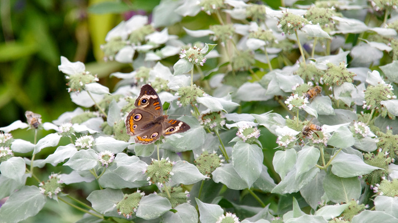 Buckeye butterfly on mountain mint