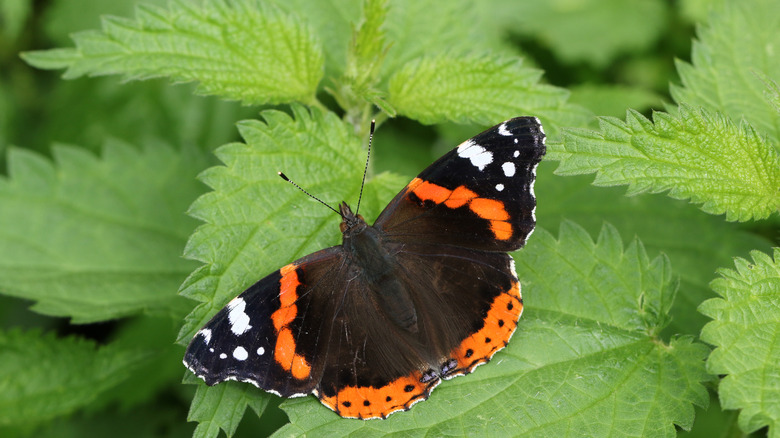 Red admiral butterfly on stinging nettle plant