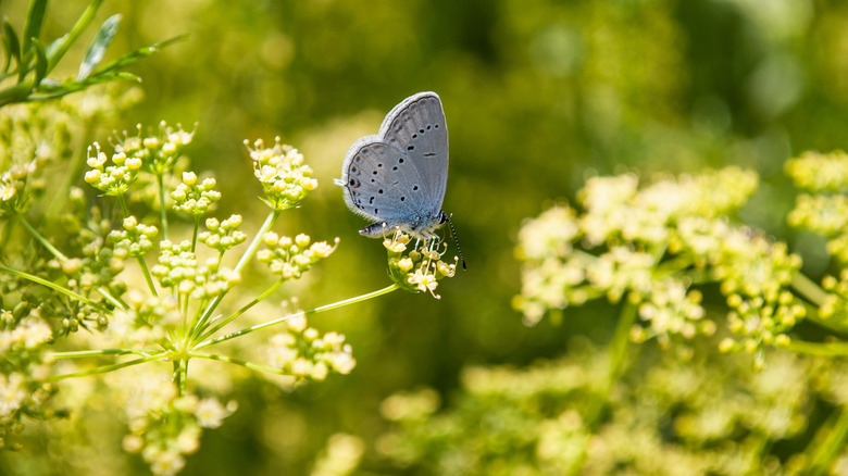 Small blue butterfly feeding on parsley flowers