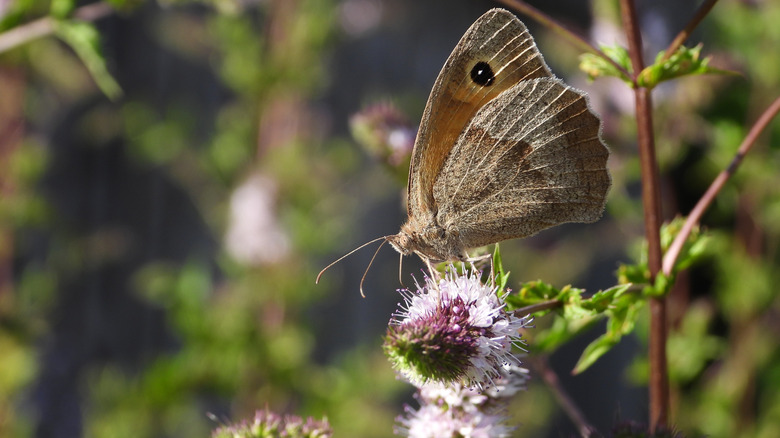 Meadow brown butterfly on peppermint flower spike