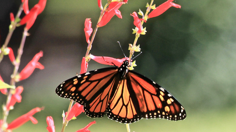 Monarch butterfly on pineapple sage plant