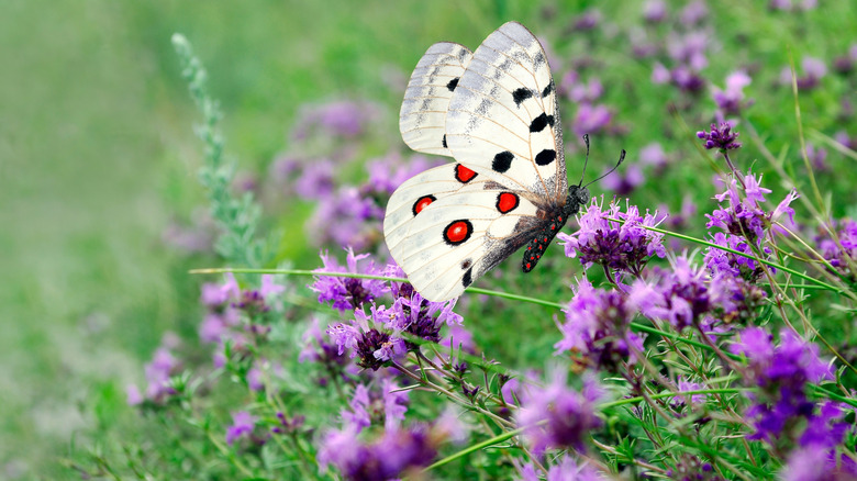 Apollo butterfly feeding on thyme flowers