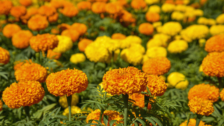 A close-up of orange and yellow marigolds in a meadow.