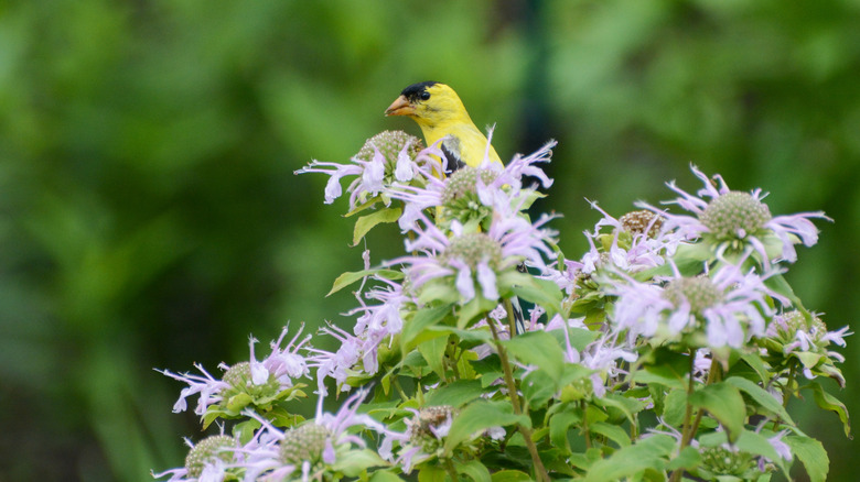 A close-up of a goldfinch perching in the lilac flowers of a bee balm plant.