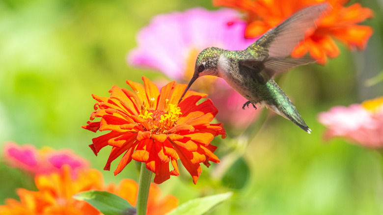 A close-up of a hummingbird drinking the nectar of an orange zinnia.