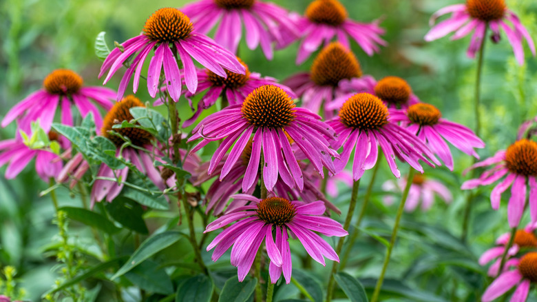 A close-up of purple coneflowers in a garden.