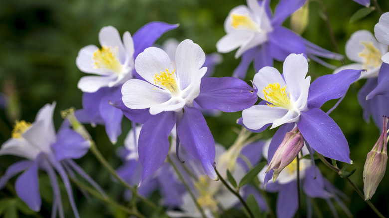 A close-up of white and purple columbines.