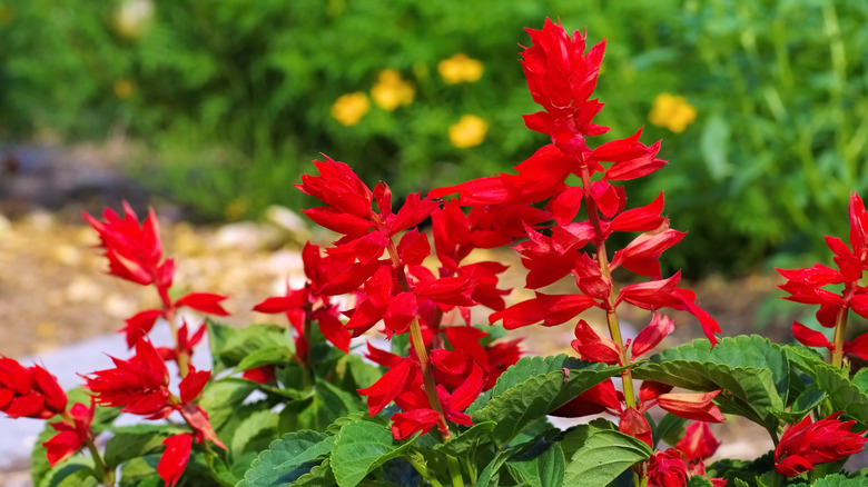 A salvia with bright red flowers planted in a garden.