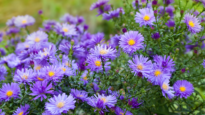 A close-up of lilac asters in the garden.