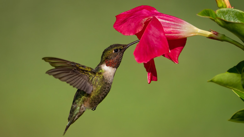 A close-up of a hummingbird drinking nectar from a fuchsia petunia.