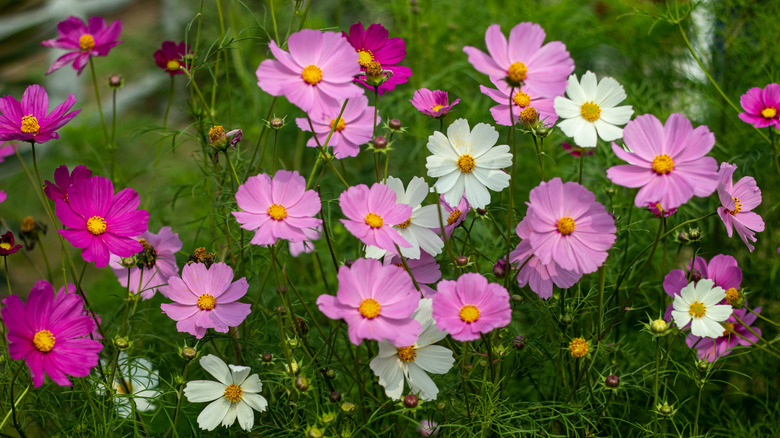 A close-up of pink, purple, and white cosmos in a garden.