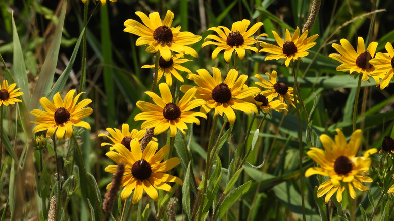 A close-up of wild black-eyed Susans.