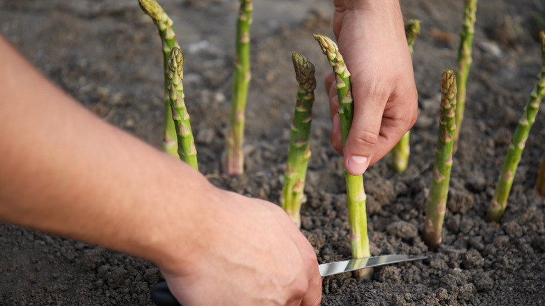 Gardener's hands harvesting some fresh asparagus spears in the garden with a sharp knife