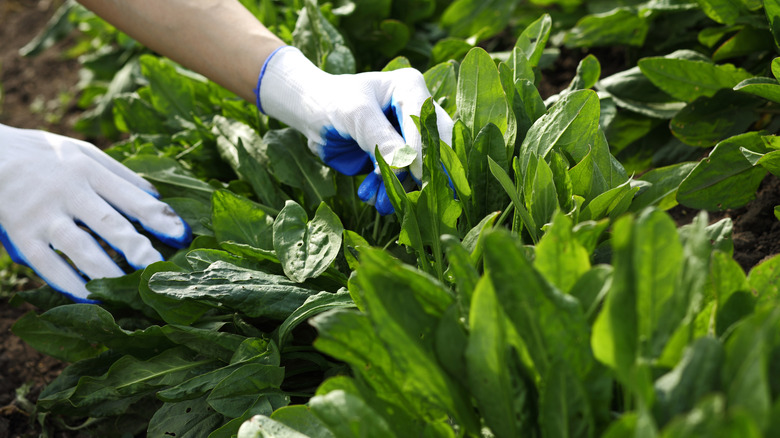 A gardener harvesting fresh sorrel leaves