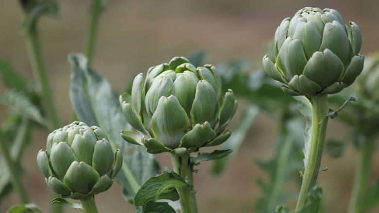 A closeup of the developing artichoke heads