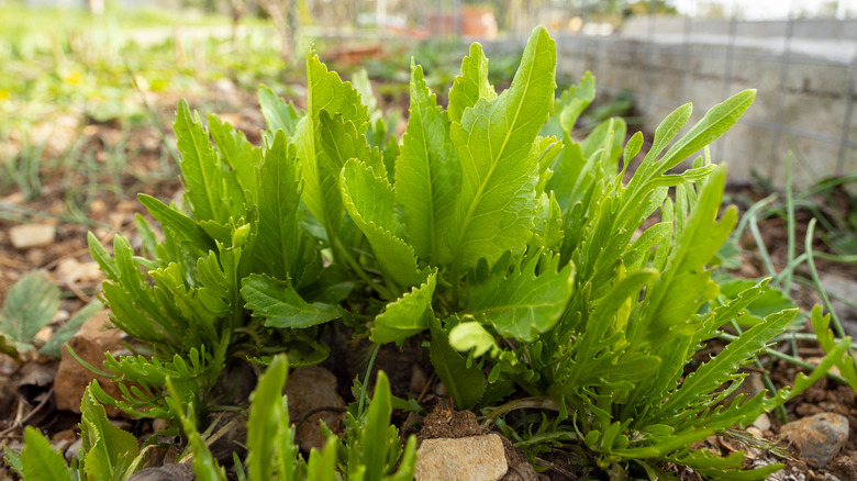 Young horseradish plants in a garden