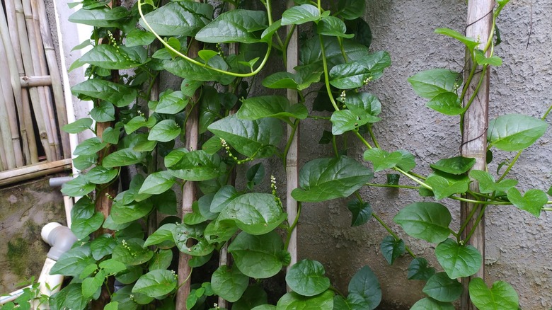 A malabar spinach vine growing up some bamboo stakes