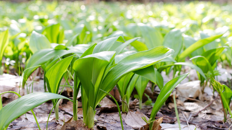 Young ramp leaves sprouting from bulbs in the garden