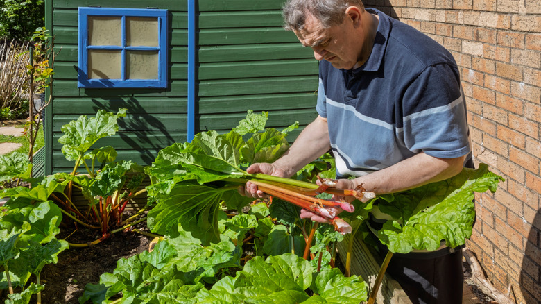 A gardener harvesting rhubarb stems from a large plant