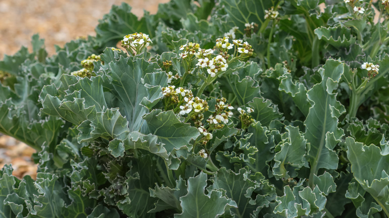Close up of sea kale with crinkly leaves and pretty white flowers