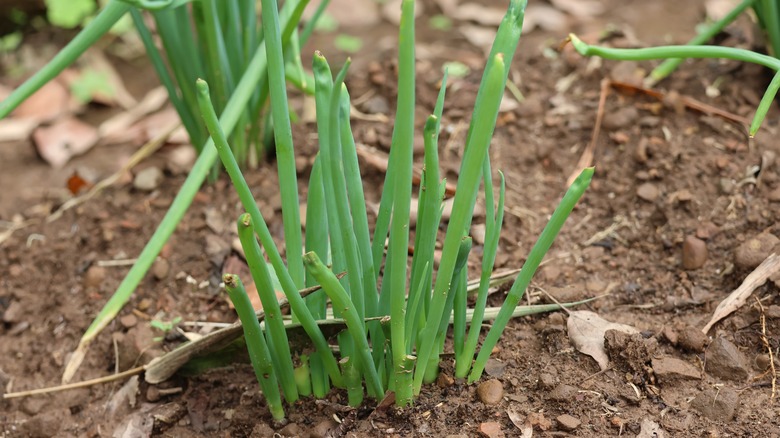 Healthy young spring onions growing in a garden