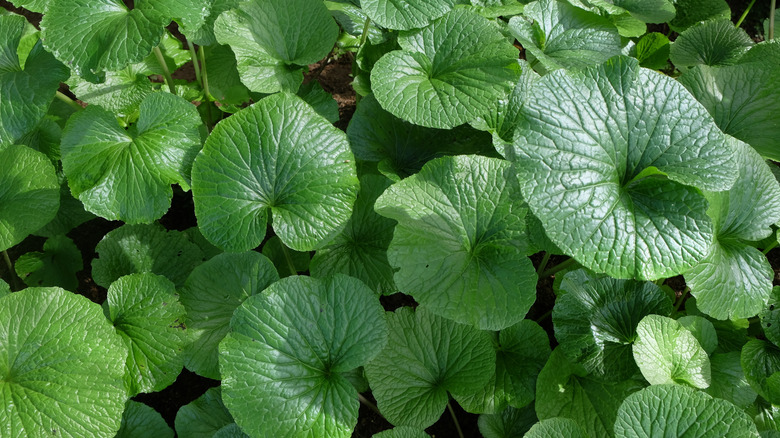 The bright green leaves of the wasabi plant