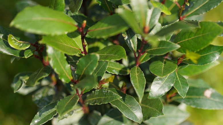 Overhead view of a bay laurel plant