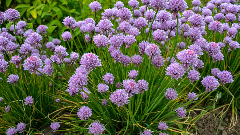 Cluster of chives with pink blooming flowers