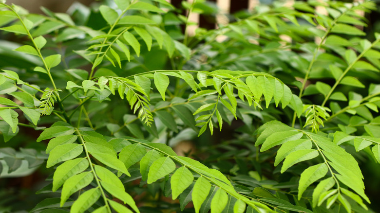 Close-up view of curry leaves
