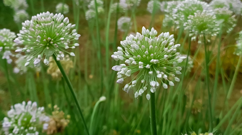 Close-up view of garlic chives with white flowers on top