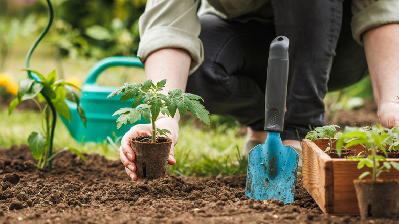 someone planting plants in a garden with a blue shovel