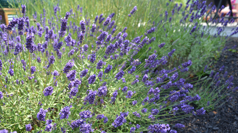 Lavender growing in a garden