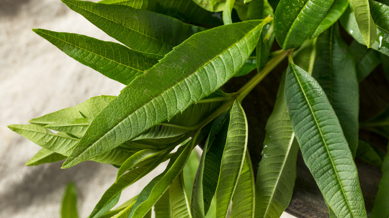 Close-up view of lemon verbena leaves